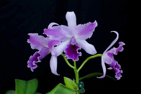 Orchid Photo Cattleya Botany Orchids Beautiful Flowers Pasta Flexible Plants Woods Gardens