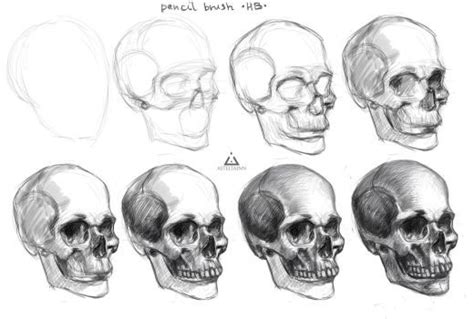 How To Draw A Skull Step By Step Realistic Caryn Still