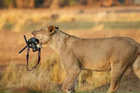 Funny Situations Occurred With National Geographic Photographers — Steemit