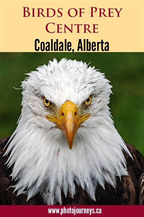 Albertas Birds Of Prey Centre In Coaldale Alberta Allows You To Get
