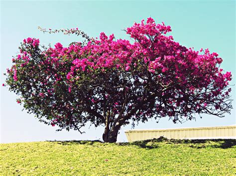 Pink Tree By Juandii On Deviantart