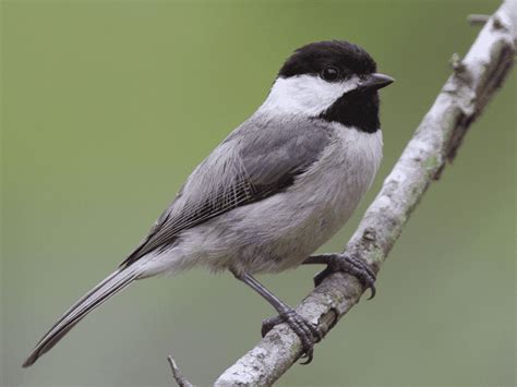 21 Common Birds Of North Carolina Birding Insider