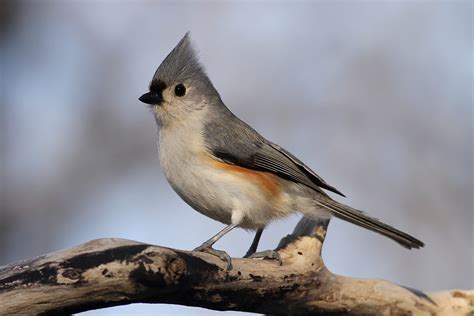 Tufted Titmouse Song Of America