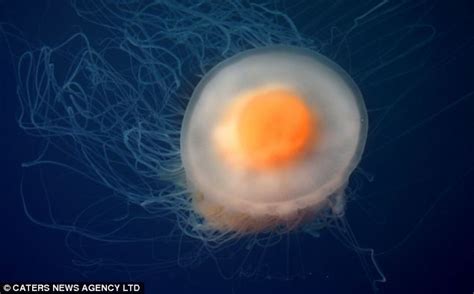 Its geographic distribution mainly encompasses the areas of the western atlantic ocean, the mediterranean and the pacific ocean. Poached egg? No, it's a rare jellyfish that looks just ...