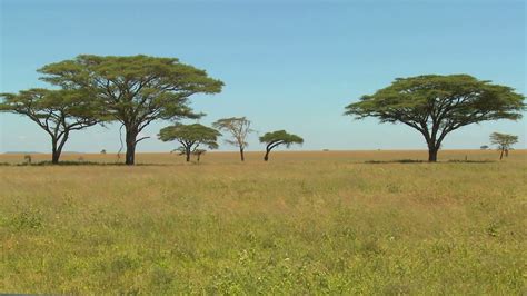 African Savanna Plants Names