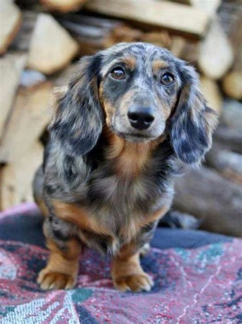 10 Beautiful Long Haired Dachshund Pictures Bark How Dapple
