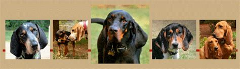 American Black And Tan Coonhound Rescue Saving Coonhounds And Bloodhounds