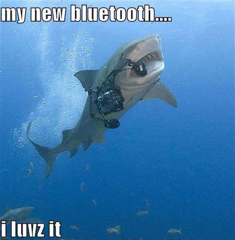The 25 Funniest Shark Memes Complex