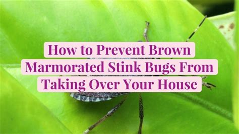 How To Get Rid Of Brown Marmorated Stink Bugs Better Homes And Gardens