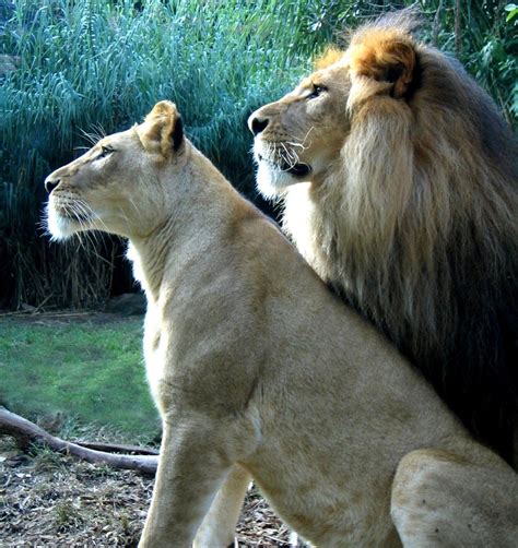 Lion And Lioness Free Photo Download Freeimages