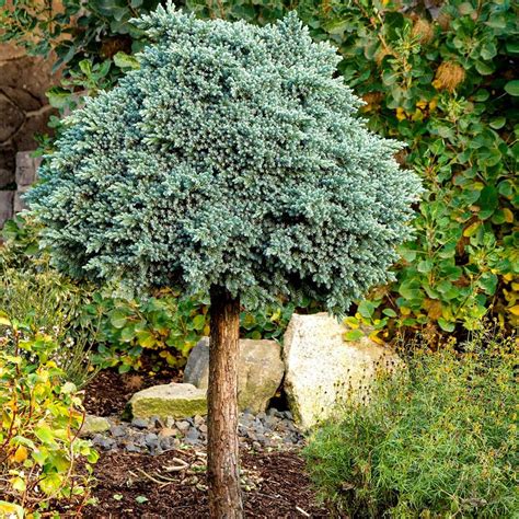 Blue Star Juniper Tree — Plantingtree