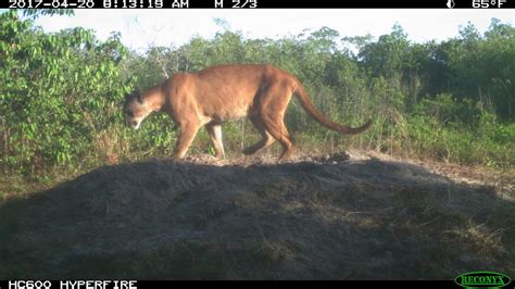 Florida Panther Hanging Out On A Crocodile Nest Youtube
