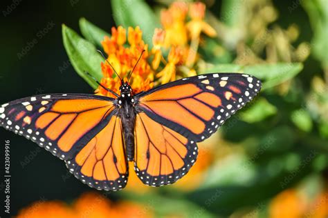 A Male Monarch Butterfly Danaus Plexippus With Wings Outstretched