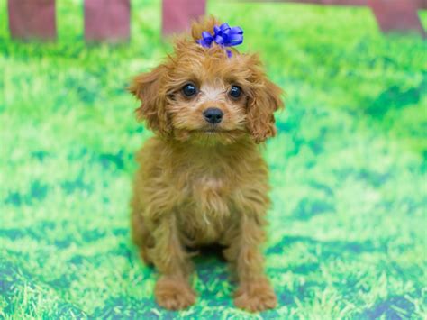 Petsmart wichita, ks hours and location. Cavapoo-DOG-Female--2099874-Petland Wichita, KS