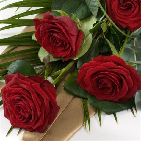 Single Rose Wrapped Buy Online Or Call 02077331977