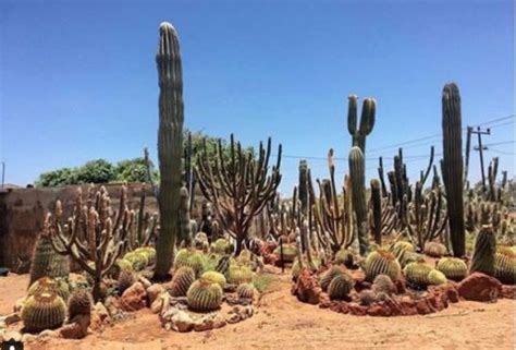 Similarly, block updates to the block a cactus, sugarcane, bamboo stalk (not the sprout) or chorus flower is planted on cause a growth update. Coral Bay, Carnarvon and Hamelin Pool - Western Australia