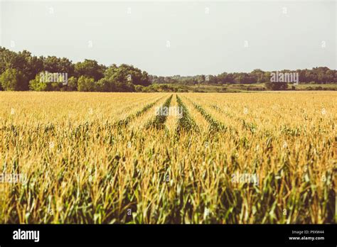 Kansas Wheat Field Hi Res Stock Photography And Images Alamy