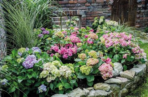 Doch mit welchen pflanzen lassen sich gräser am besten kombinieren? Hortensien: Blumenpracht für Beet und Kübel