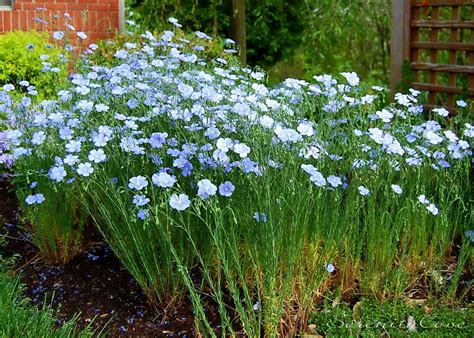 Blue Flax Hardy Perennials Plants Perennial Garden