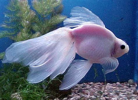 Goldfish Carassius Auratus Tropical Fish Keeping Veiltail