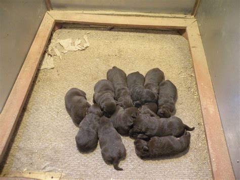 Puppy pile of newborn chocolate labs from Heather Hollow farm in