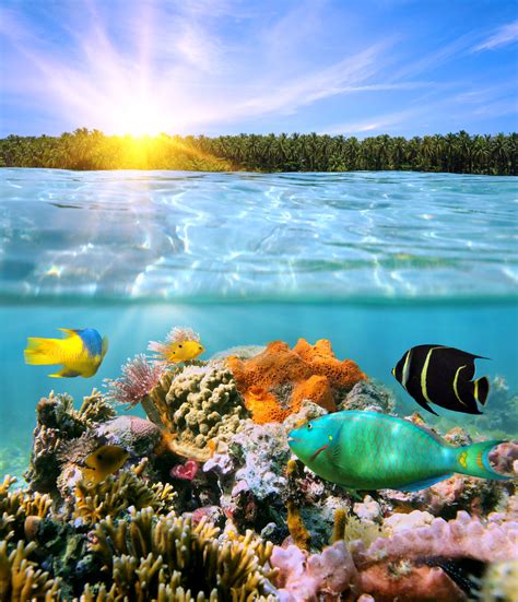 Sunset And Colorful Underwater Marine Life Calabash Cottages