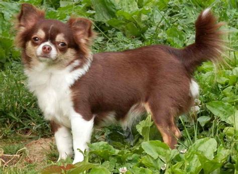 These vivacious little dogs take the world in their stride. Chihuahua - the world's smallest dog breed - K9 Research Lab