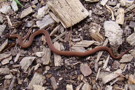 Lake Wicwas Nature Journal: Amphibians and Reptiles