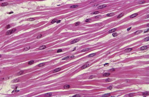 Smooth Muscle Lm Stock Image C0222176 Science Photo Library