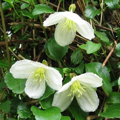 Purpurascens freckles as jumbo plug plants or potted plants from thompson & morgan. Clematis cirrhosa Jingle Bells for sale | Buy online