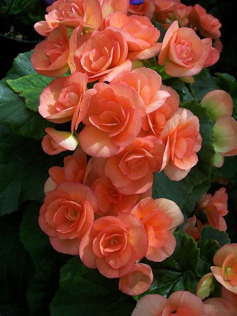 87 Best Begonias Images On Pinterest Gardening Container Garden And
