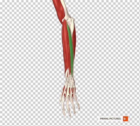 Muscle Common Extensor Tendon Thumb Forearm Lesser Tubercle Of The Humerus Hand Anatomy Arm