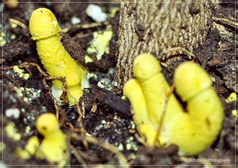 My Lifes Journey In Focus Yellow Mushroom
