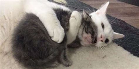 Cat Hugs All The Orphaned Kittens His Mom Brings Home The Dodo