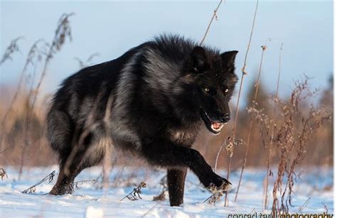 This makes your wolf have a cross on his bak and red around his eyes like a black widow. Des loups noirs majestueux des bois photographiés comme ...