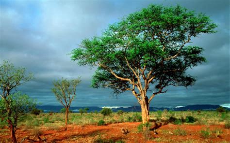 Wallpaper Pohon Safari Bumi Tumbuh Tumbuhan Semak Semak 1920x1200