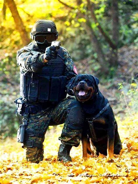 Rottweiler Police Dog In Action
