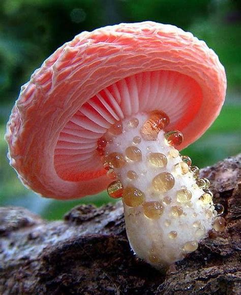 Rhodotus Palmatus | Mushroom pictures, Mushroom plant, Magical mushrooms