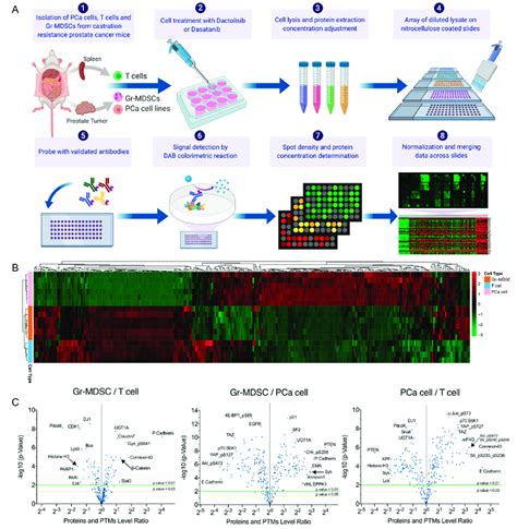 Rppa Profiling Of Pca Cells Gr Mdscs And T Cells Of The Cppsml Model