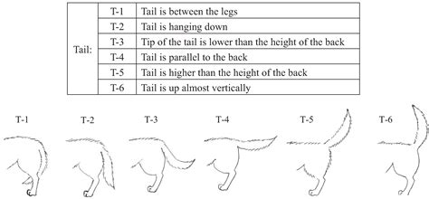 Dog Tail Meaning Chart