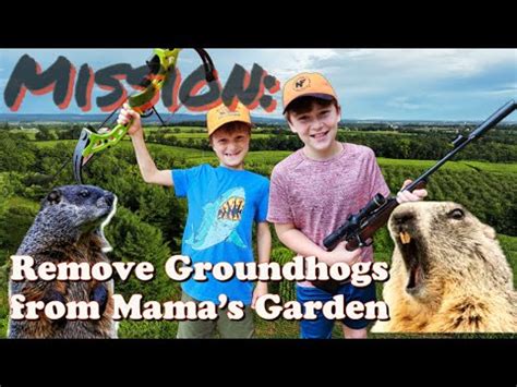 How to Catch Groundhogs - Best Bait for Live Traps - YouTube