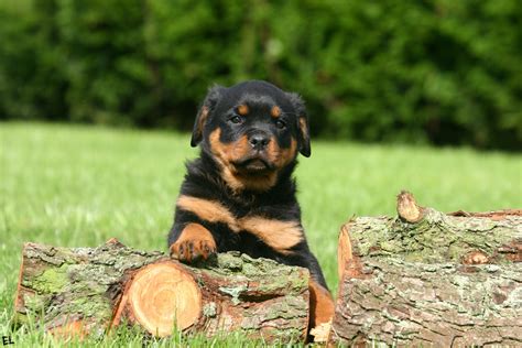 Rottweiler Wallpapers Pictures Images