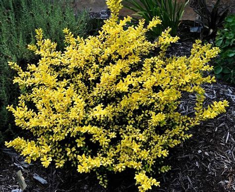 Identify evergreen shrubs by picture. Drops of Gold Holly Shrubs in 2020 | Shrubs, Holly shrub ...