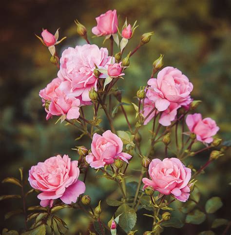 Rose Bush Pink Retro Photograph By Anna Matveeva Fine Art America