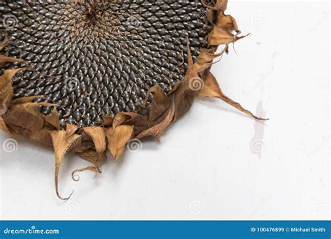 Single Freshly Dried Sunflower Head Stock Image Image Of Golden