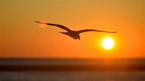 Zdjęcie Ptak Lecąca Morze Słońca Mewa Zachód