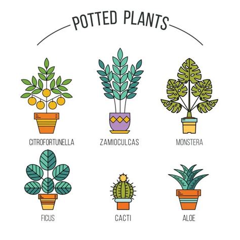 Best Wilting Potted Plant Illustrations Royalty Free