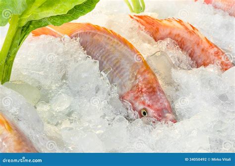 Fresh Fish On Ice Stock Photo Image Of Large Ready 34050492