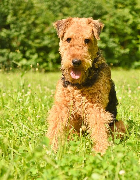 airedale terrier breed information health appearance personality