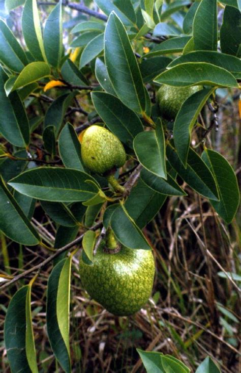 It is grown in a wild form in since this fruit has an excellent seasonal demand, the cultivation of custard apple is growing annually. Custard apple growing in the park - Everglades National ...